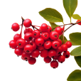 Bush Berries